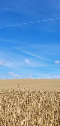 Enjoy a peaceful and calming atmosphere with this phone live wallpaper featuring a field of ripe wheat under a blue sky