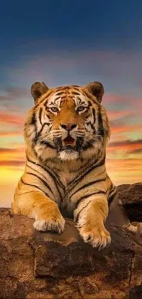 Cloud Sky Siberian Tiger Live Wallpaper