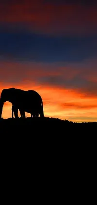 This phone live wallpaper showcases two silhouetted elephants set against a colorful, romantic sunset