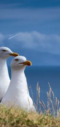 This phone live wallpaper features two seagulls perched atop a grassy hill while overlooking a serene shoreline in the distance