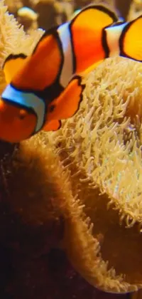 Clownfish Anemone Fish Vertebrate Live Wallpaper