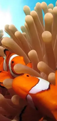 Clownfish Anemone Fish Vertebrate Live Wallpaper
