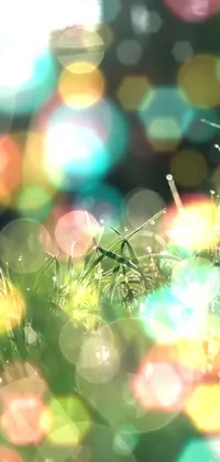Colorfulness Grass Tints And Shades Live Wallpaper