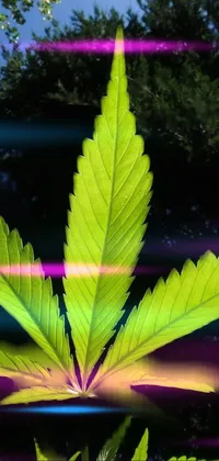 Colorfulness Plant Leaf Live Wallpaper