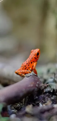 Looking for a lively and vibrant live wallpaper for your phone? Check out this striking photography of an orange and black frog sitting in the forest