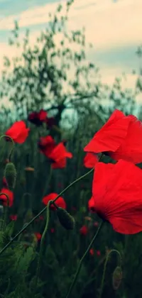 Coquelicot Corn Poppy Flower Live Wallpaper