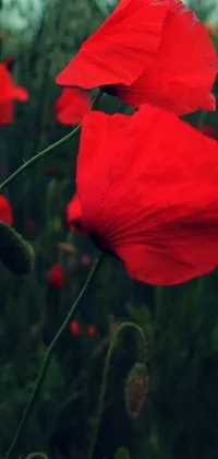 This phone live wallpaper features a stunning close-up image of red poppy flowers