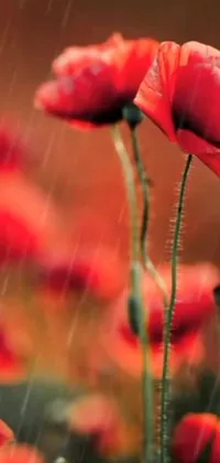 Experience the captivating charm of nature with this stunning live wallpaper featuring a field of red poppies in the rain