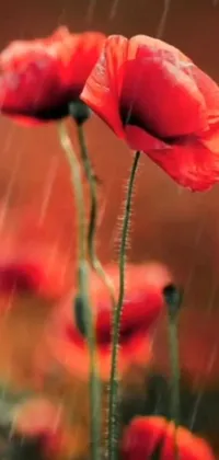 This phone live wallpaper depicts a stunning scene of a field of red poppies in the rain, adding a romantic touch to the device's screen