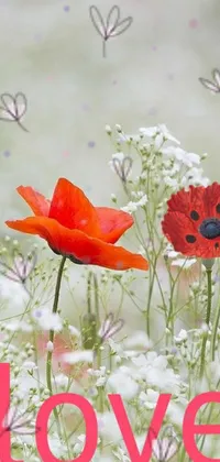 This phone live wallpaper features a vibrant field adorned with stunning red flowers, including lovely anemones