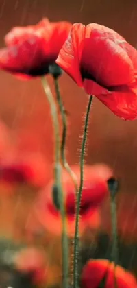 This phone live wallpaper features a stunning field of red poppies, set against the backdrop of a gentle rain