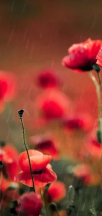 Enhance your mobile screen with a stunning live wallpaper featuring a striking field of red poppies in the rain, inspired by Australian wildflowers