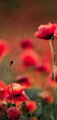 This phone live wallpaper features a field of red poppies in the rain with a mystical forest background and waterfalls