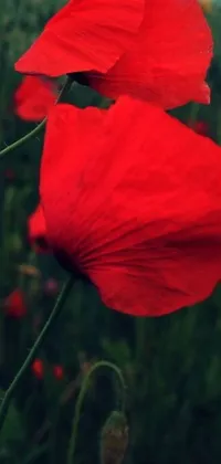 Experience the breathtaking beauty of a vibrant red flower in a field, with this stunning phone live wallpaper
