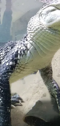 Crocodile Alligator Water Live Wallpaper