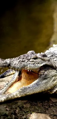 Crocodile Eye Nile Crocodile Live Wallpaper