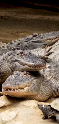 This unique phone live wallpaper brings a playful touch to your background with an image of a group of alligators piled high on top of each other