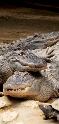 Crocodile Vertebrate Mouth Live Wallpaper