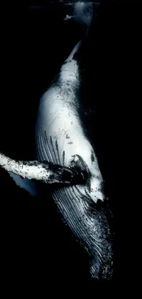 Dark Marine Mammal Black Live Wallpaper