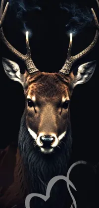 Deer Barren Ground Caribou Elk Live Wallpaper