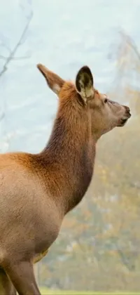Deer Fawn Terrestrial Animal Live Wallpaper