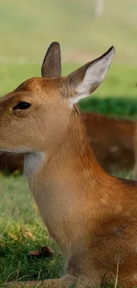 Deer Fawn Terrestrial Animal Live Wallpaper