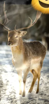 Deer Horn Fawn Live Wallpaper