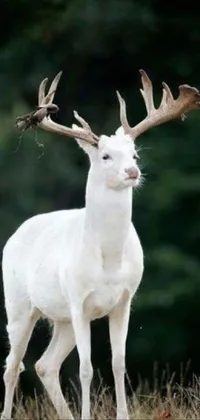 Discover a stunning phone live wallpaper depicting a majestic white deer standing proudly on top of a vibrant green grassy field