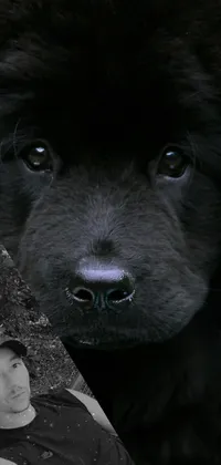 This stunning phone live wallpaper showcases a gorgeous image of a fluffy black dog staring intently at the camera