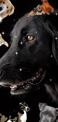 Dog Black Dog Breed Live Wallpaper