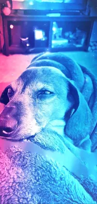 Looking for a cozy and colorful live wallpaper for your phone? Check out this adorable dog laying down on a blanket! With a colorized photo, instagram effect, and pop art style, this wallpaper has a mix of modern and nostalgic vibes