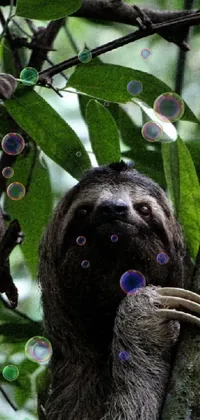 This live wallpaper features a sloth hanging from a jungle tree