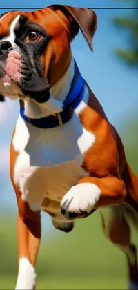 Dog Boxer Dog Breed Live Wallpaper