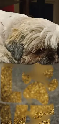 Dog Breed Beak Feather Live Wallpaper