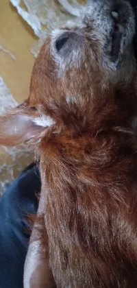 Dog Breed Carnivore Liver Live Wallpaper