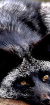 This stunning phone live wallpaper features a black and white fox nestled atop a brown textured log