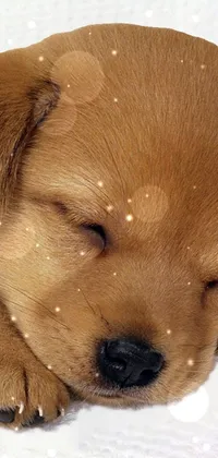 Dreaming Puppy  Live Wallpaper