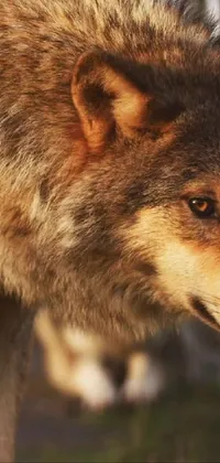 This phone live wallpaper sports a stunningly realistic and detailed image of a wolf with a blurry backdrop