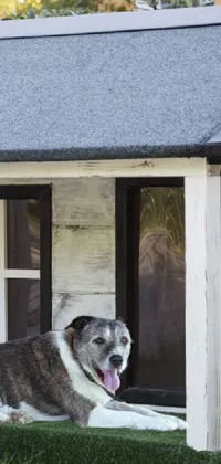 Dog Building Dog Breed Live Wallpaper