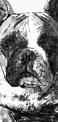 Dog Bulldog Carnivore Live Wallpaper
