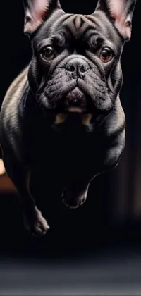 Dog Bulldog Dog Breed Live Wallpaper