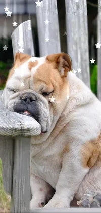 This charming live wallpaper features an adorable brown and white dog; snuggling up on a wooden chair while snoring softly in the warm weather