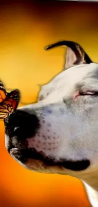 Dog Butterfly Pollinator Live Wallpaper