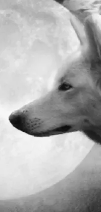 Dog Carnivore Black-and-white Live Wallpaper
