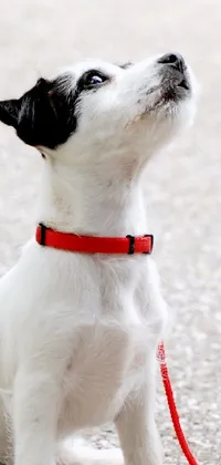 Looking for a cute and peaceful live wallpaper for your phone? Check out this design featuring a small white and black dog with a red leash, by Shutterstock