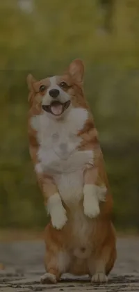 Dog Carnivore Companion Dog Live Wallpaper