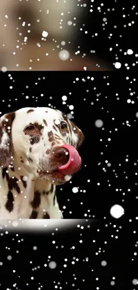 Dog Carnivore Dalmatian Live Wallpaper