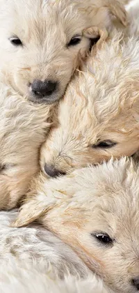 This phone live wallpaper features a group of adorable puppies lying on top of each other viewed from above
