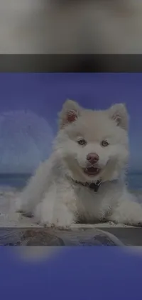 This live wallpaper features a cute white dog sitting on a sandy beach, with a clear blue sky in the background