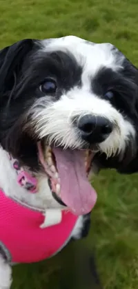 This live wallpaper showcases an adorable black and white dog named Sophie wearing a pink harness and smiling